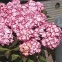 Suurelehine hortensia You & Me Miss Saori